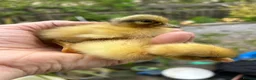 Ducks poultry for sale: Runner and Call Ducklings  - Advert 1