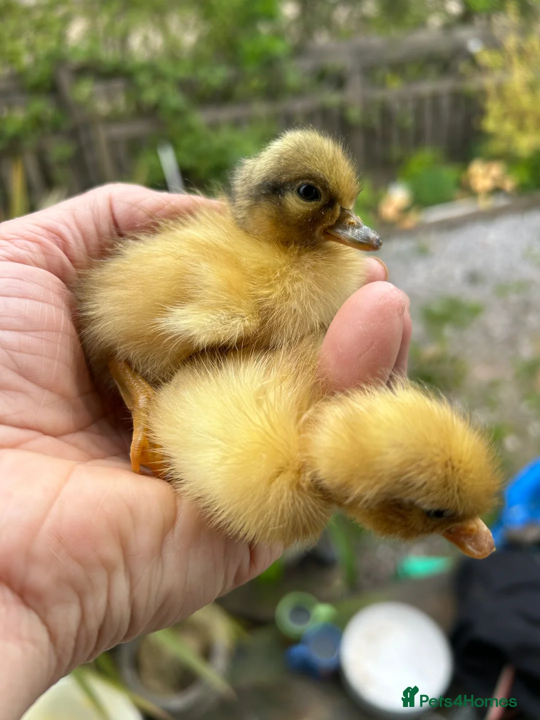 Ducks poultry for sale: Runner and Call Ducklings  - Advert 1