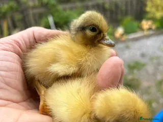 Ducks poultry Runner and Call Ducklings - Advert 14