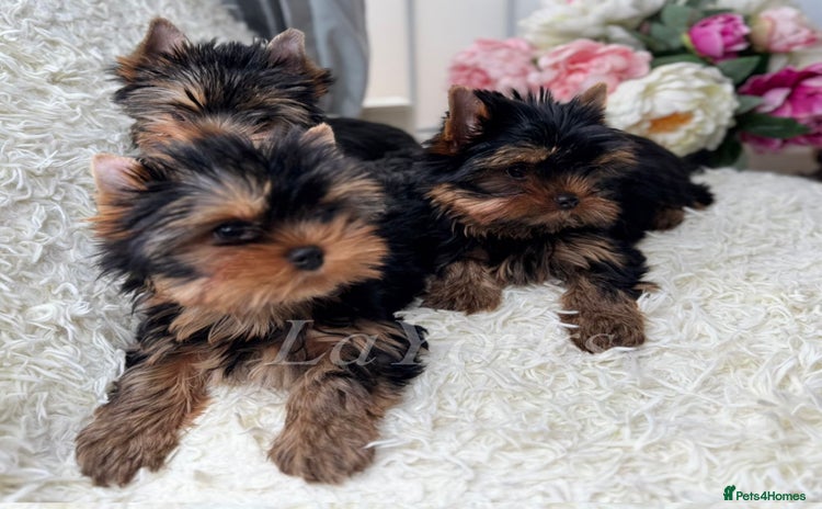 Yorkshire Terrier dogs Last two puppies ready to go💗🐾 - Advert 1