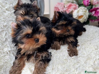 Yorkshire Terrier dogs Last two puppies ready to go💗🐾 - Advert 13
