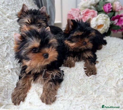 Yorkshire Terrier dogs Last two puppies ready to go💗🐾 - Advert 1