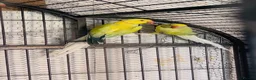 Parakeets birds for sale: Indian Ringneck parrot  - Advert 3