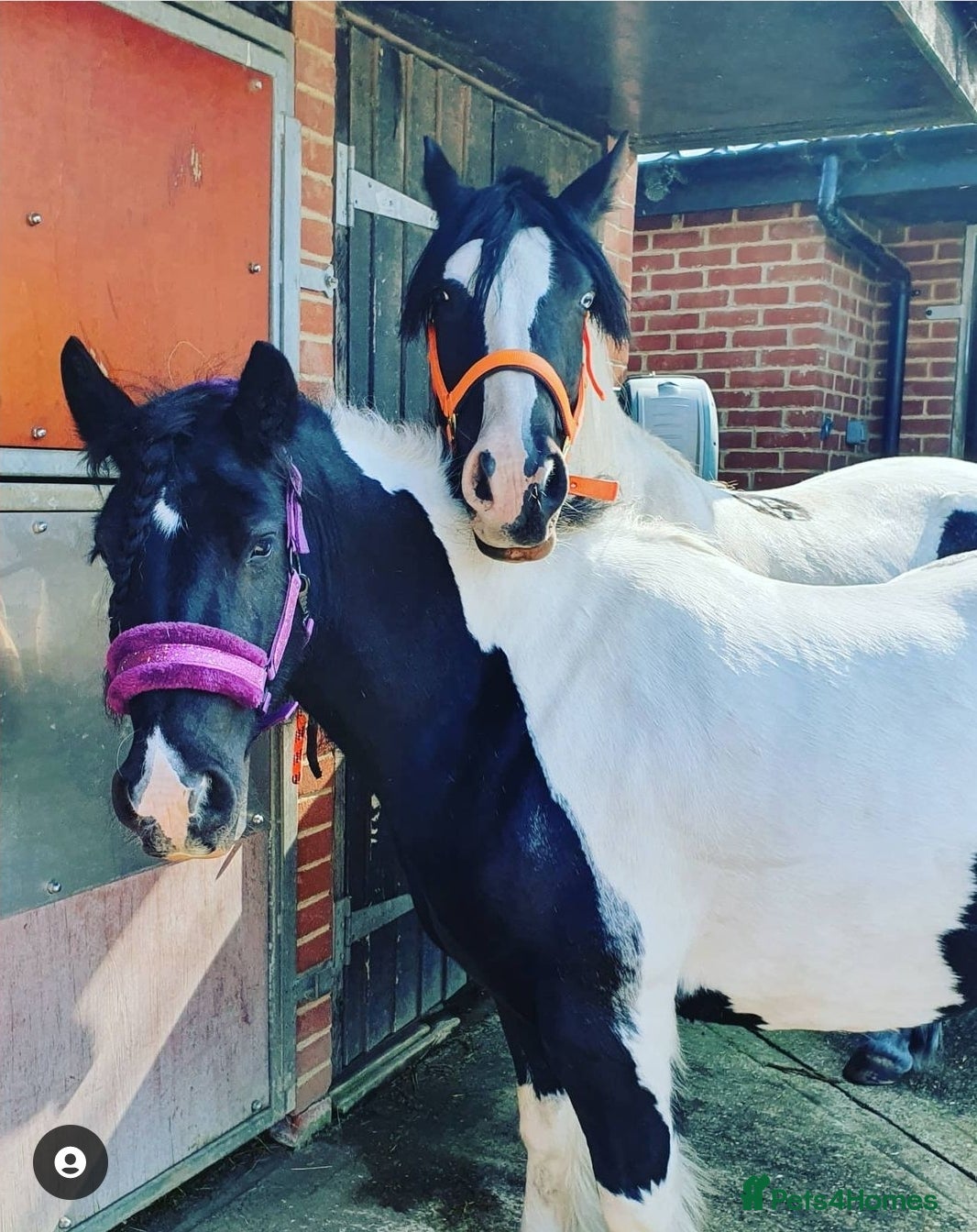 Irish Cob horses for sale: Beautiful Lexi in Gravesend - Advert 8