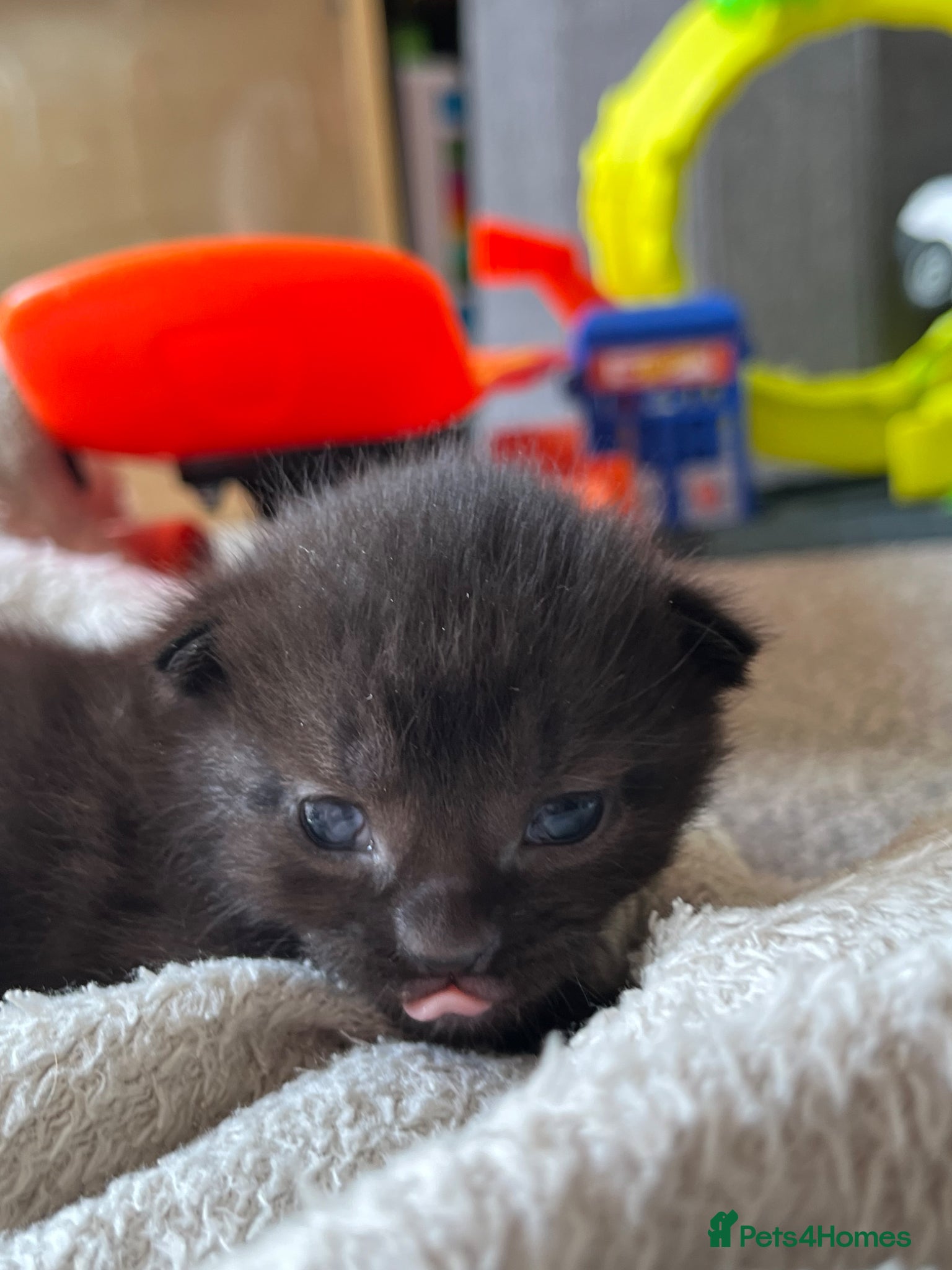 Mixed Breed cats for sale: Mainecoon Mixed Breed Kittens  - Advert 6