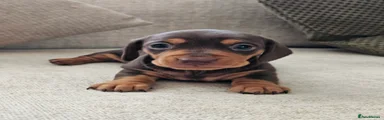 Miniature Dachshund 2