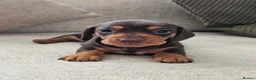 Miniature Dachshund dogs for sale: Miniature Dachshund Chocolate/Tan KC Reg Puppies - Advert 7