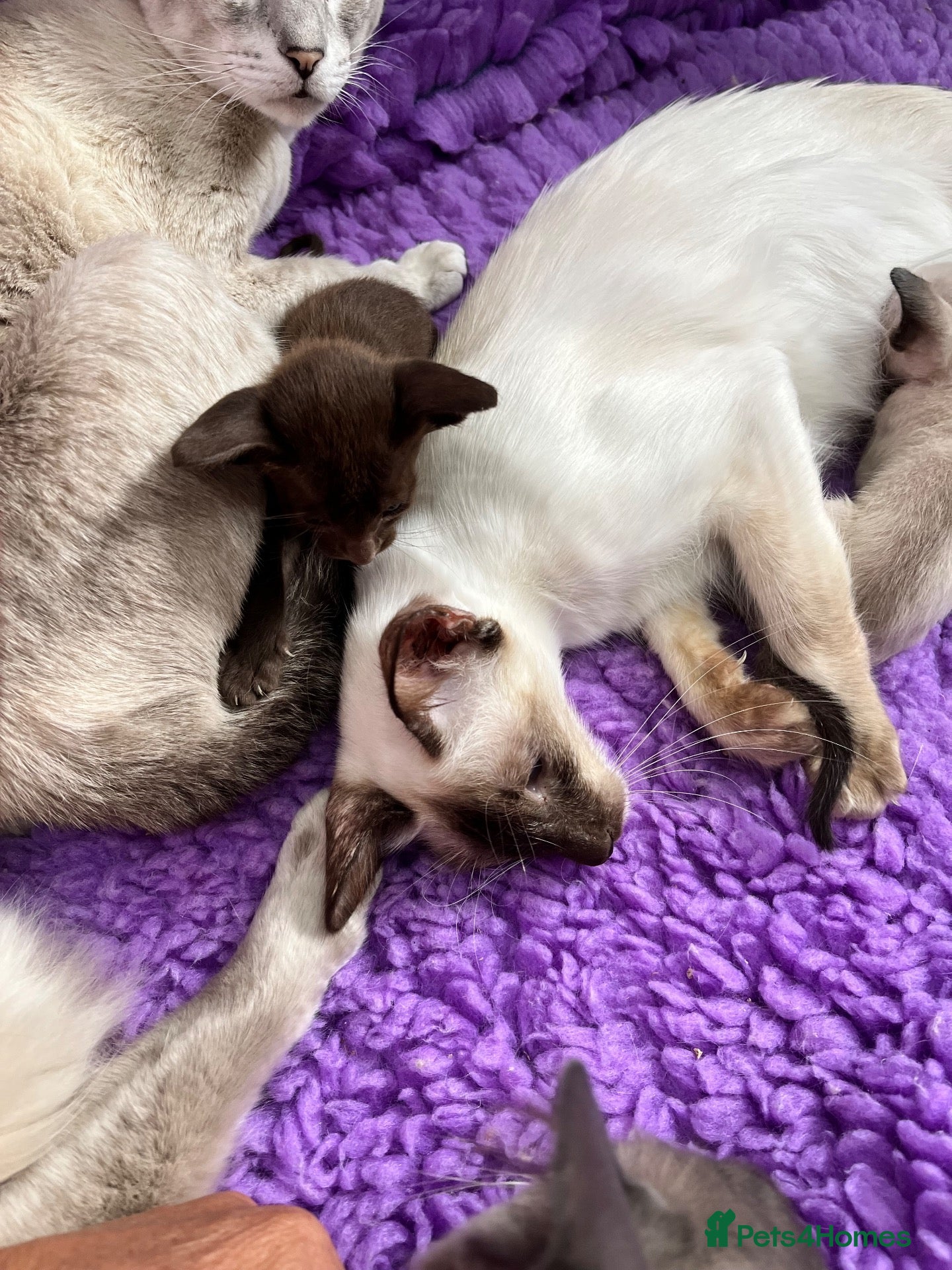 Siamese cats Seal point Siamese  - Advert 2
