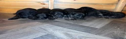German Shepherd dogs for sale: Kc reg German German shepherd puppies - Advert 2