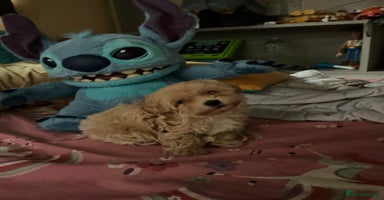 Maltipoo dogs - Advert 2