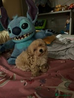 Maltipoo dogs - Advert 1