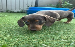 Miniature Dachshund dogs for sale: READY NOW Miniature Dachshund puppy 1 girl left in Caerphilly - Image 4