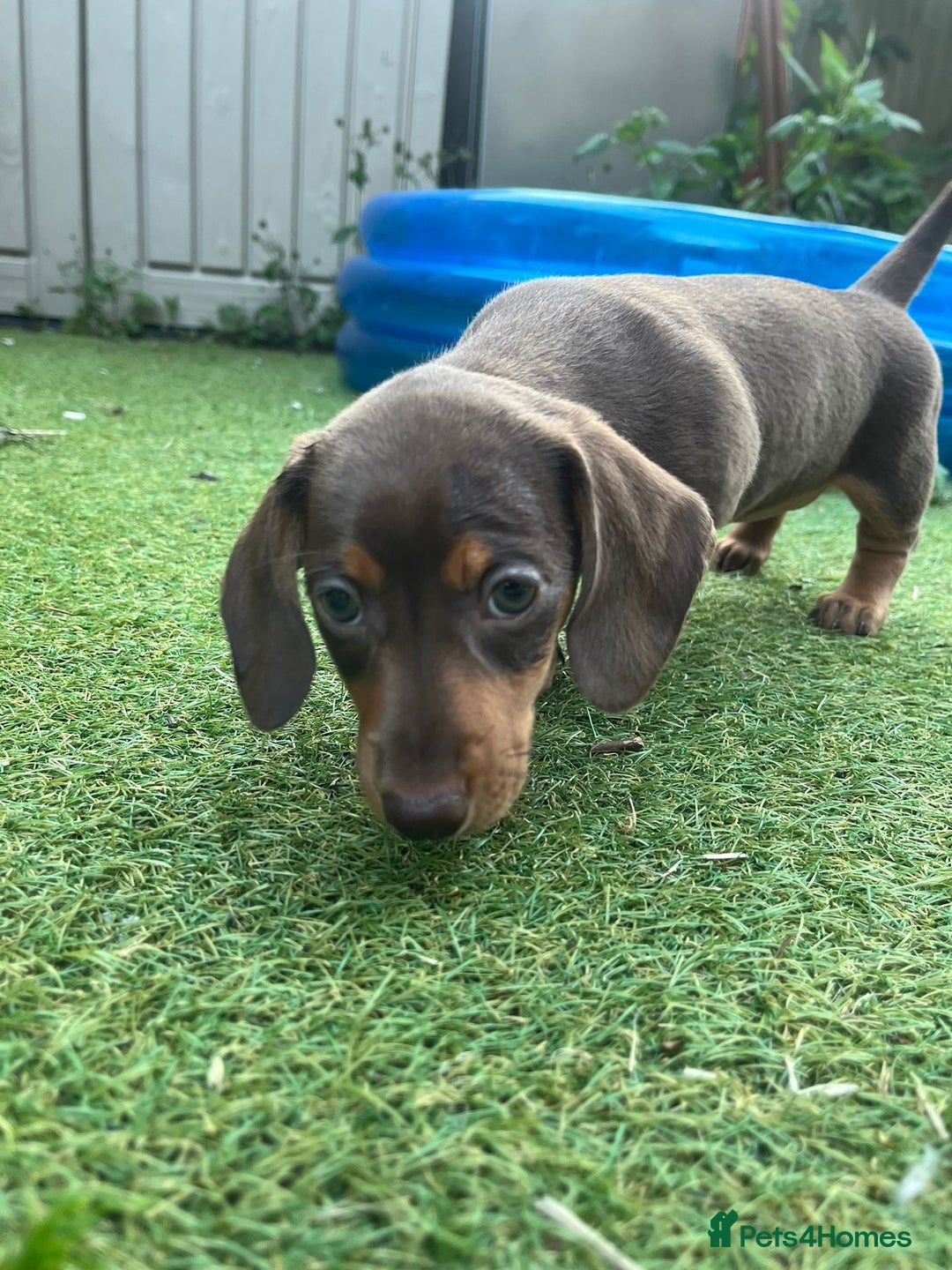Miniature Dachshund dogs for sale: READY NOW Miniature Dachshund puppy 1 girl left in Caerphilly - Image 4