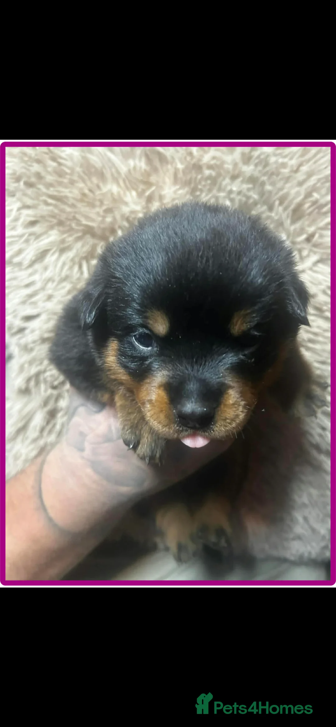 Rottweiler dogs for sale: 3 beautiful Rottweiler girl puppies available!  - Advert 13