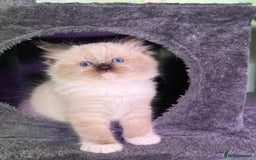 Ragdoll cats for sale: WORLD BEATIFUL RAGDOLL KITTEN/FIFe - Image 22
