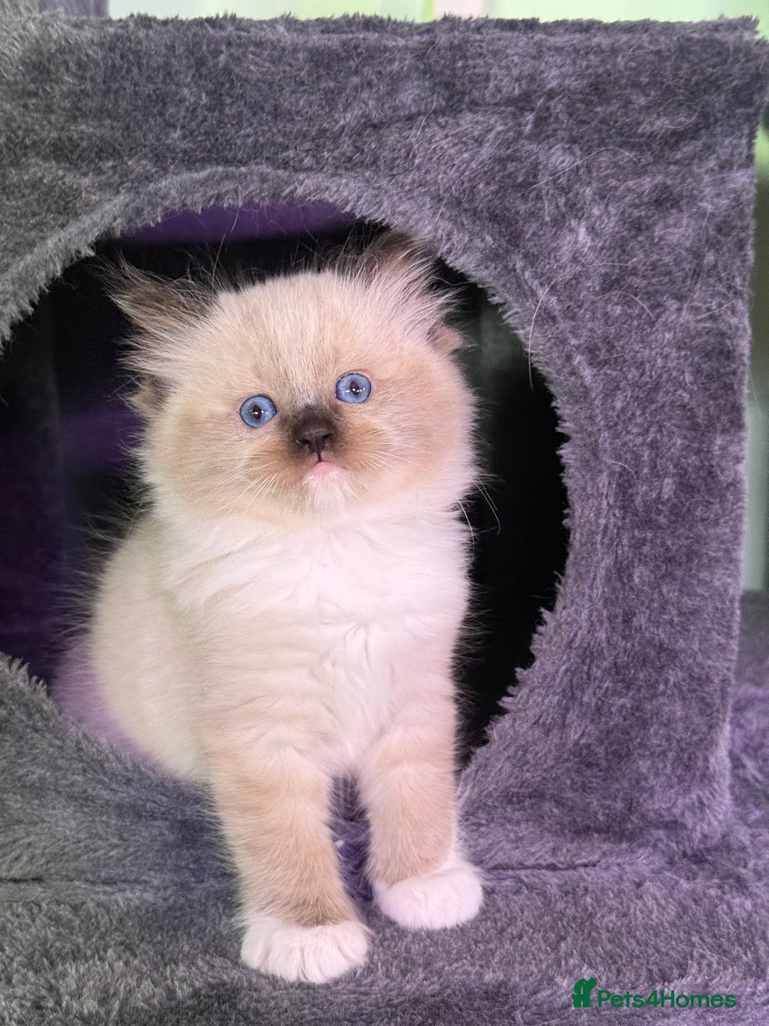 Ragdoll cats for sale: WORLD BEATIFUL RAGDOLL KITTEN/FIFe - Image 22