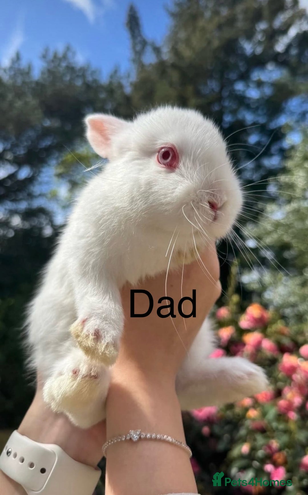 Netherland Dwarf rabbits for sale: 🐰✨Baby rabbits ready for home✨🐰 - Advert 2