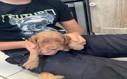 Cockapoo dogs for sale: Cockatoo puppies for sale - Image 11