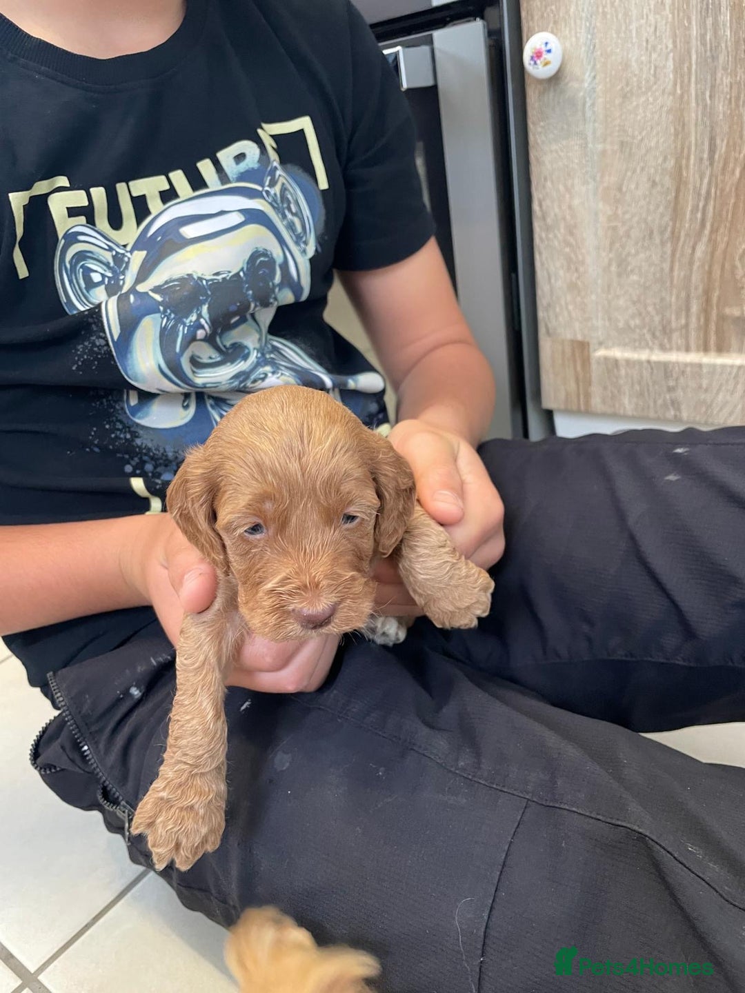 Cockapoo dogs for sale: Cockatoo puppies for sale - Image 11