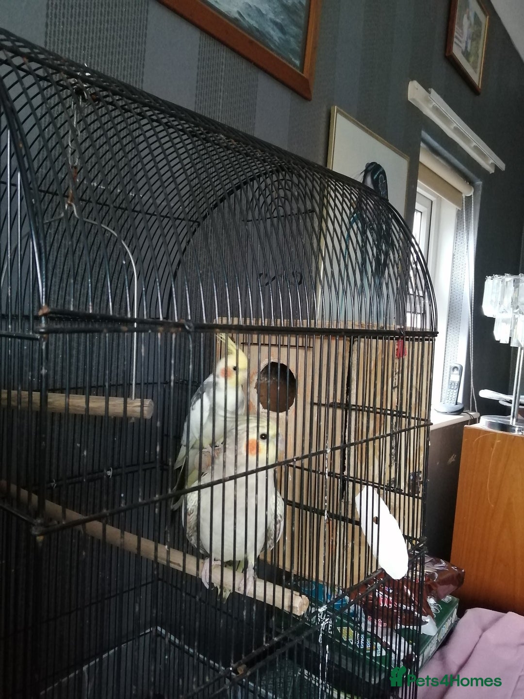 Cockatiels birds for sale: pair of cockatiels - Image 2