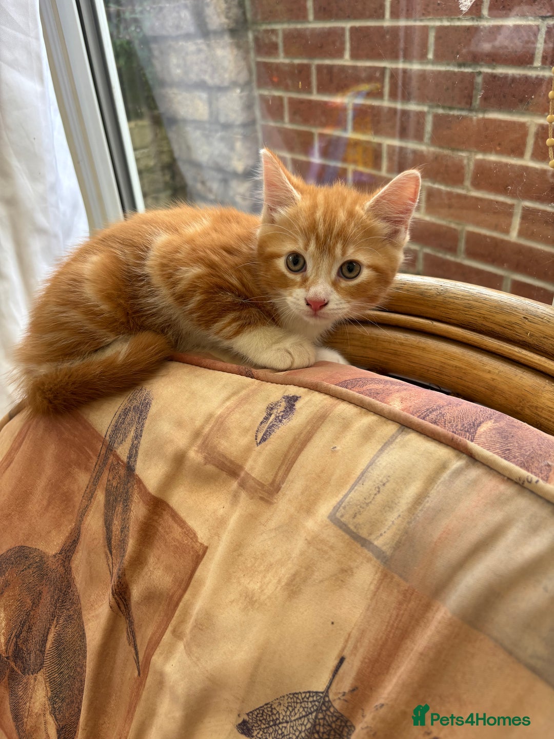 Mixed Breed cats for sale: Ginger Male Kitten -£220 - Image 5