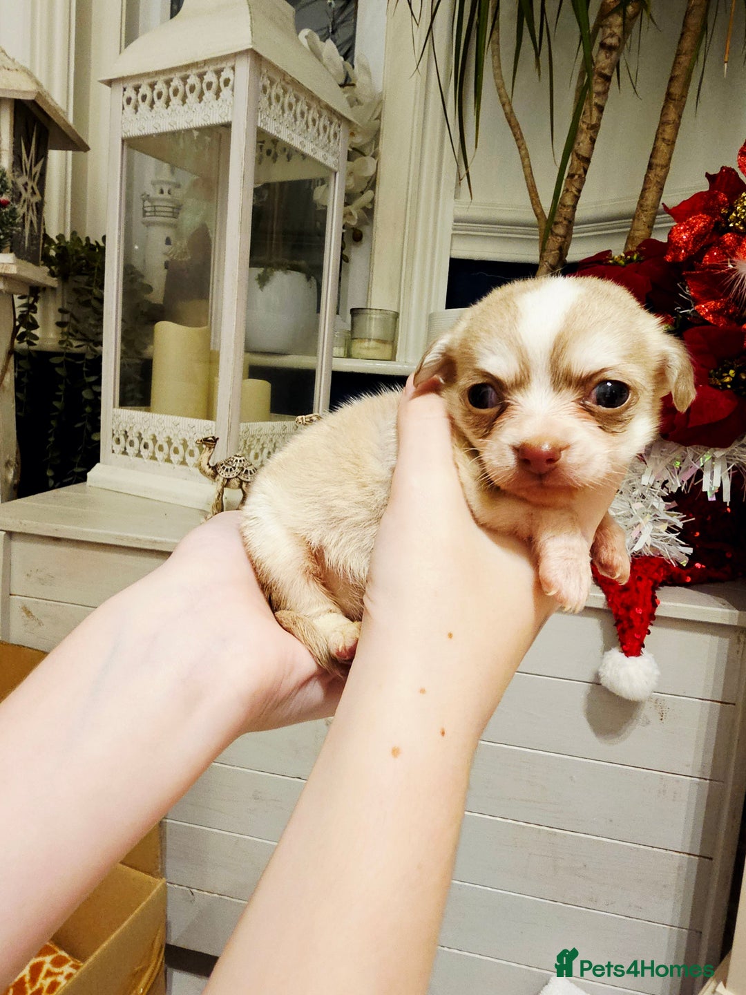 Chihuahua dogs for sale: Chihuahuas for sale - Advert 7