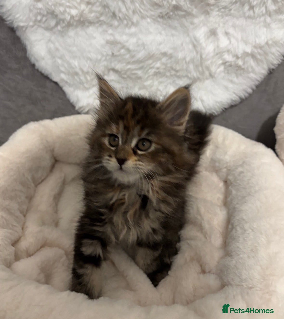 Maine Coon cats Perigee Maine Coon Kittens  - Advert 16