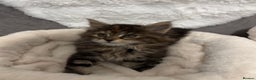 Maine Coon cats for sale: Perigee Maine Coon Kittens  - Advert 1
