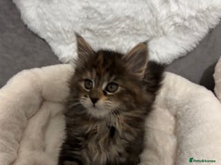 Maine Coon cats LAST ONE Perigee Maine Coon Kittens - Advert 19