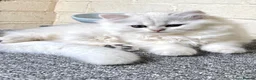 British Longhair cats for sale: ⭐️ STUNNING GIRLS ~ BLH & BSH FEMALE KITTENS   ⭐️ - Advert 7