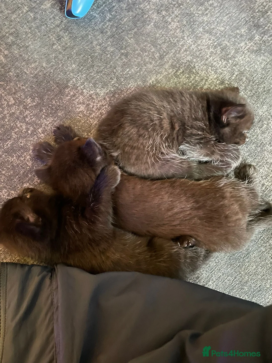 Mixed Breed cats for sale: X3 British Shorthair x Tabby kittens - Advert 8