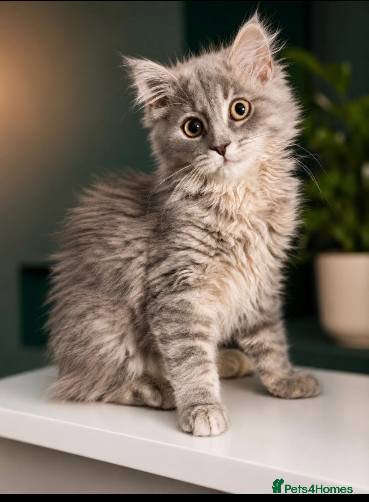 Mixed Breed cats Scottish straight x calico  - Advert 5