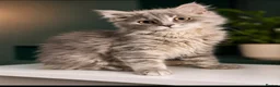 Mixed Breed cats for sale: Scottish straight x calico  - Advert 1
