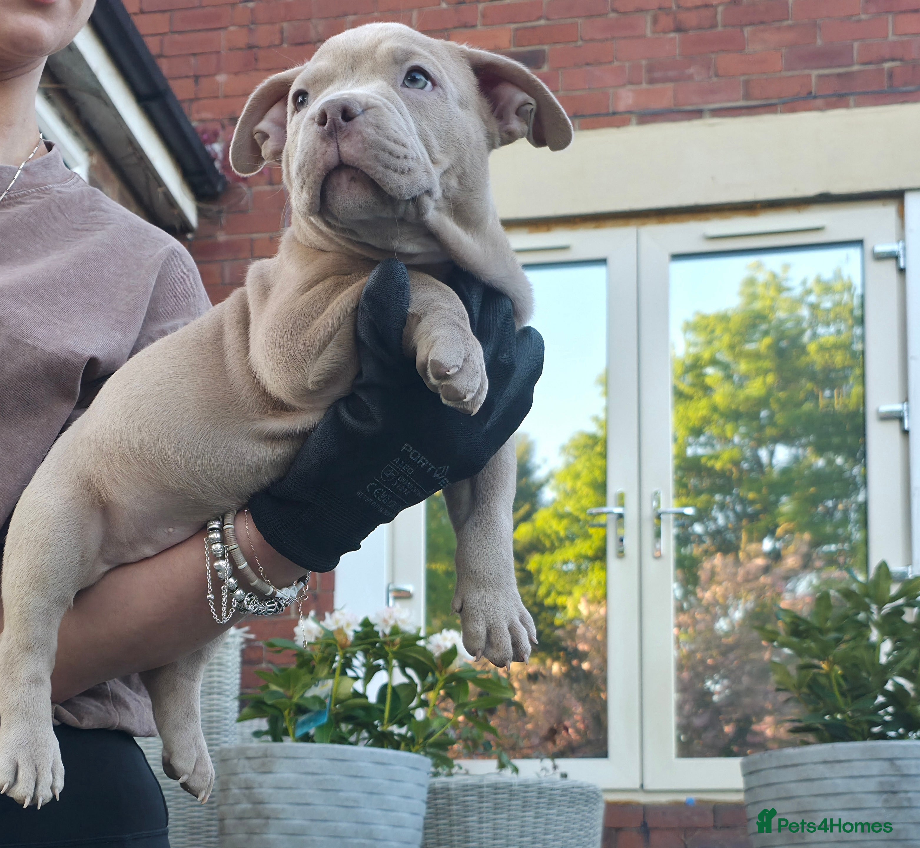 American Bully dogs Exclusive American Bully Pocket Premium Line - Advert 1