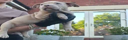 American Bully dogs for sale: Exclusive American Bully Pocket Premium Line - Advert 1