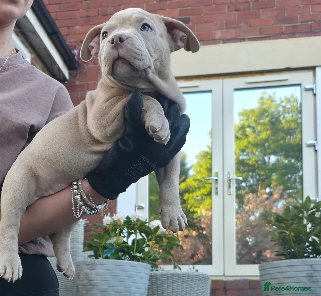 American Bully dogs for sale: Exclusive American Bully Pocket Premium Line - Advert 1