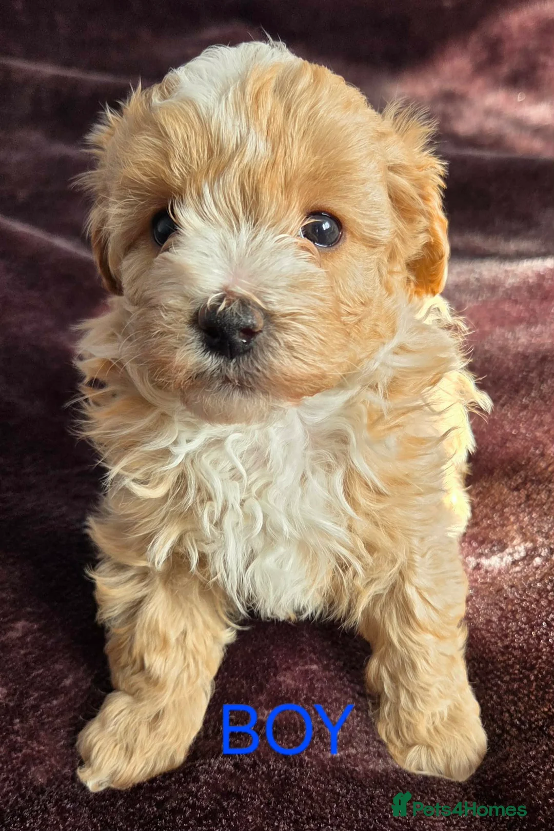 Maltipoo dogs for sale: Beautiful Maltipoo puppies - Advert 14