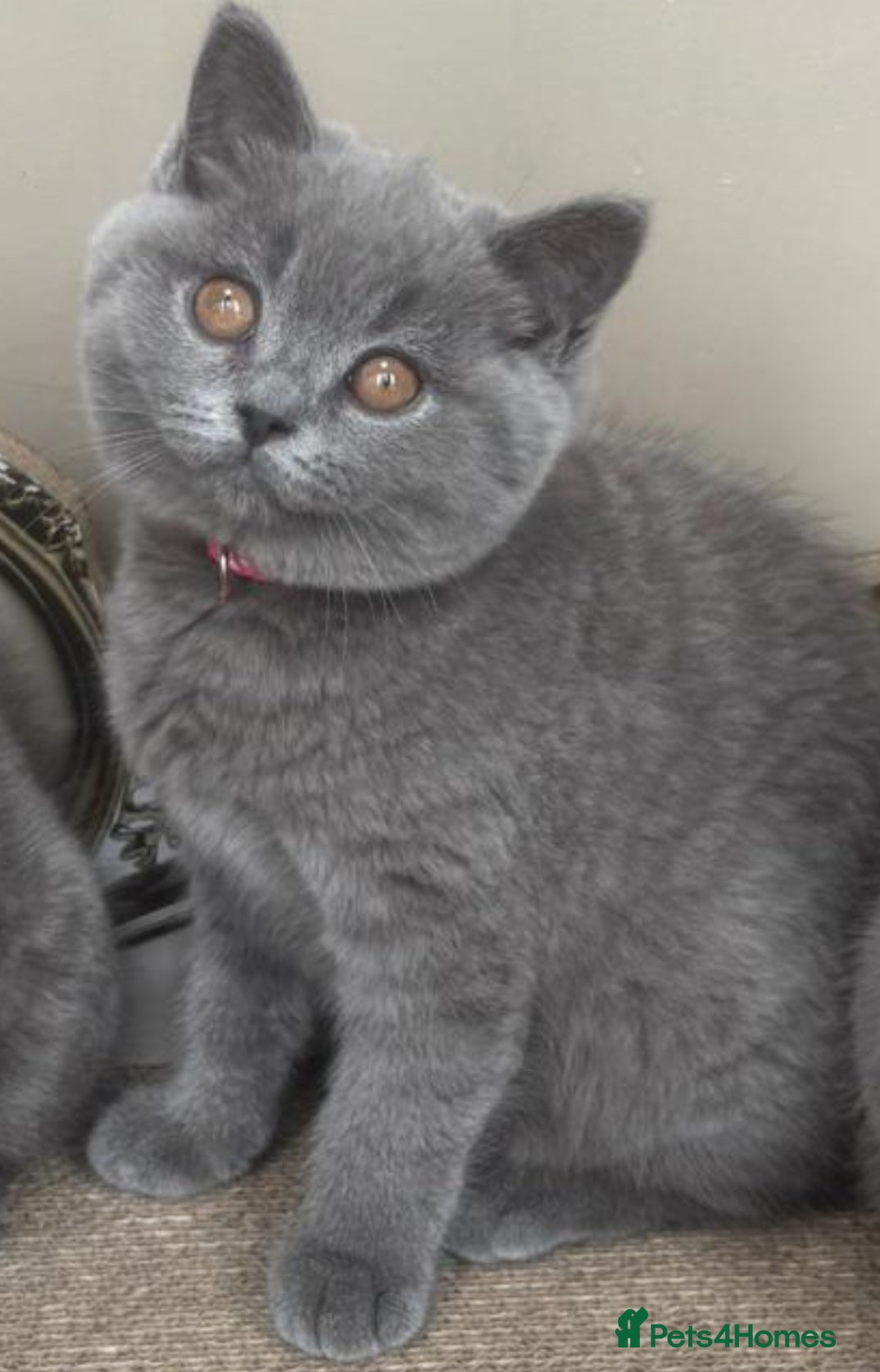 British Shorthair cats GORGEOUS British Short Hair Blue Kittens - Advert 2