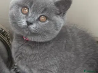 British Shorthair cats for sale: GORGEOUS British Short Hair Blue Kittens - Advert 1