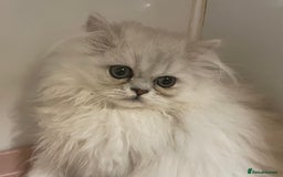 Persian cats for sale: Silver Chinchilla Persians Available! - Image 12