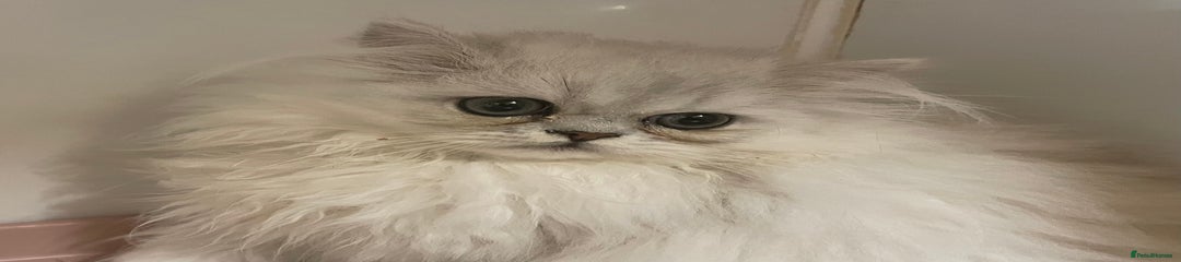 Persian Kitten 3