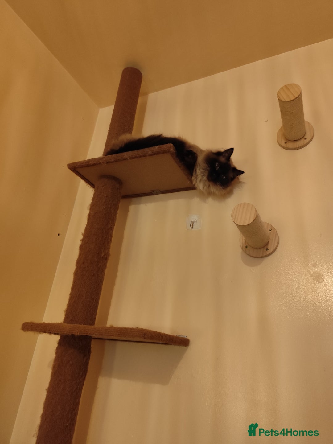 Ragdoll cats for sale: Ragdoll in need of a loving home - Advert 6