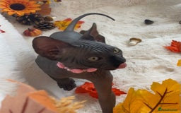 Sphynx cats for sale: 7 adorable Sphynx  looking for their forever home - Image 10