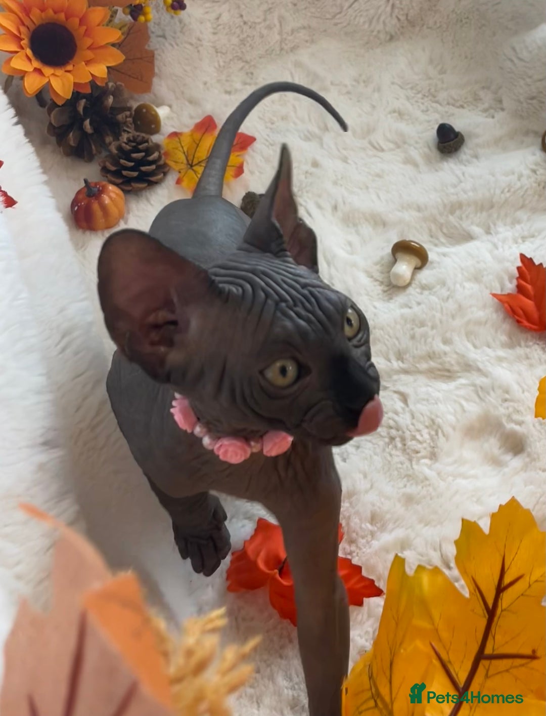 Sphynx cats for sale: 7 adorable Sphynx  looking for their forever home - Image 10