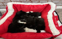 Mixed Breed cats for sale: Maine coon/ BomBay kittens  - Image 2