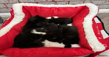 Mixed Breed cats - Advert 7