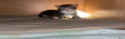 Mixed Breed cats for sale: 2 Adorable kittens - Advert 6