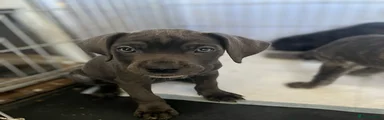 Mixed Breed 6