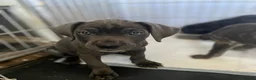 Mixed Breed dogs for sale: 4 female Cane corso puppies left for sale - Advert 3
