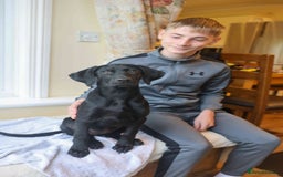 Mixed Breed dogs for adoption: Ms Bean - Image 15